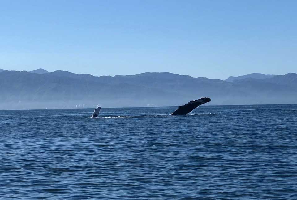 Mom and baby humpback waving in Banderas Bay