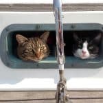 Porthole Cats