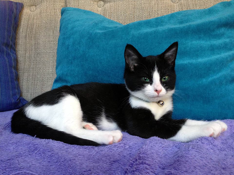 tuxedo cat against turquoise pillow