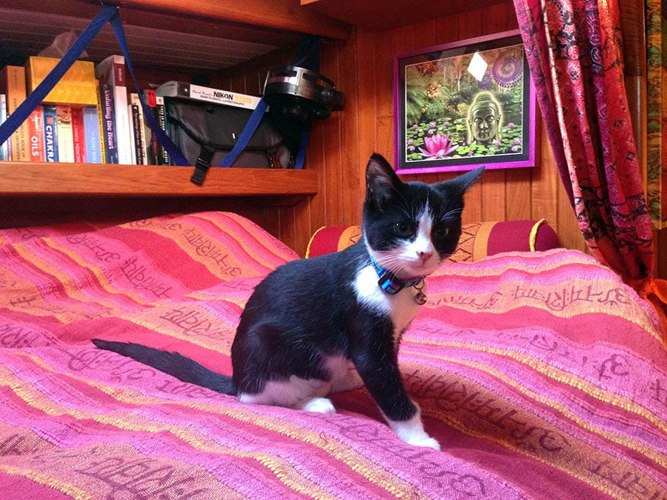 tuxedo kitten on bed