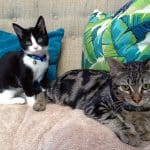 Baby kitties Tikka & Tosh