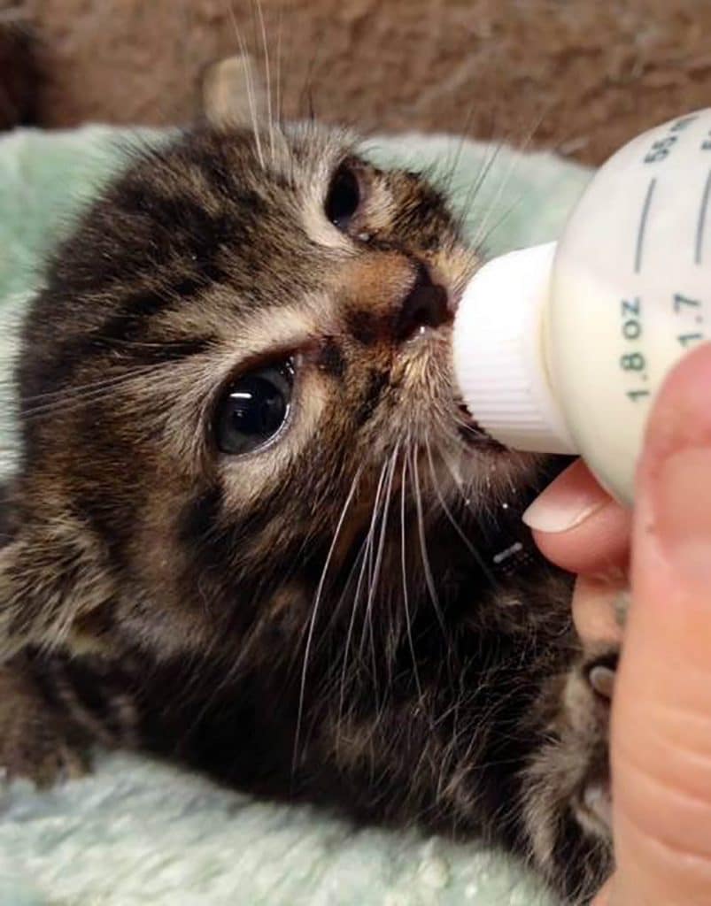 baby kitten being bottle fed