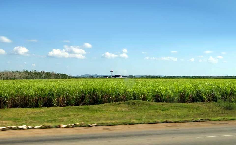 Sugarcane in Cuba