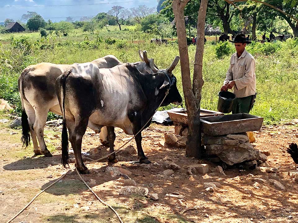 oxen being fed, Viñales, Cuba