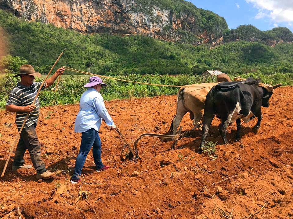 Plowing for tobacco, Viñales, Cuba