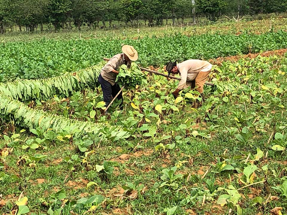 Harvesting tobacco leaves, Viñales, Cuba