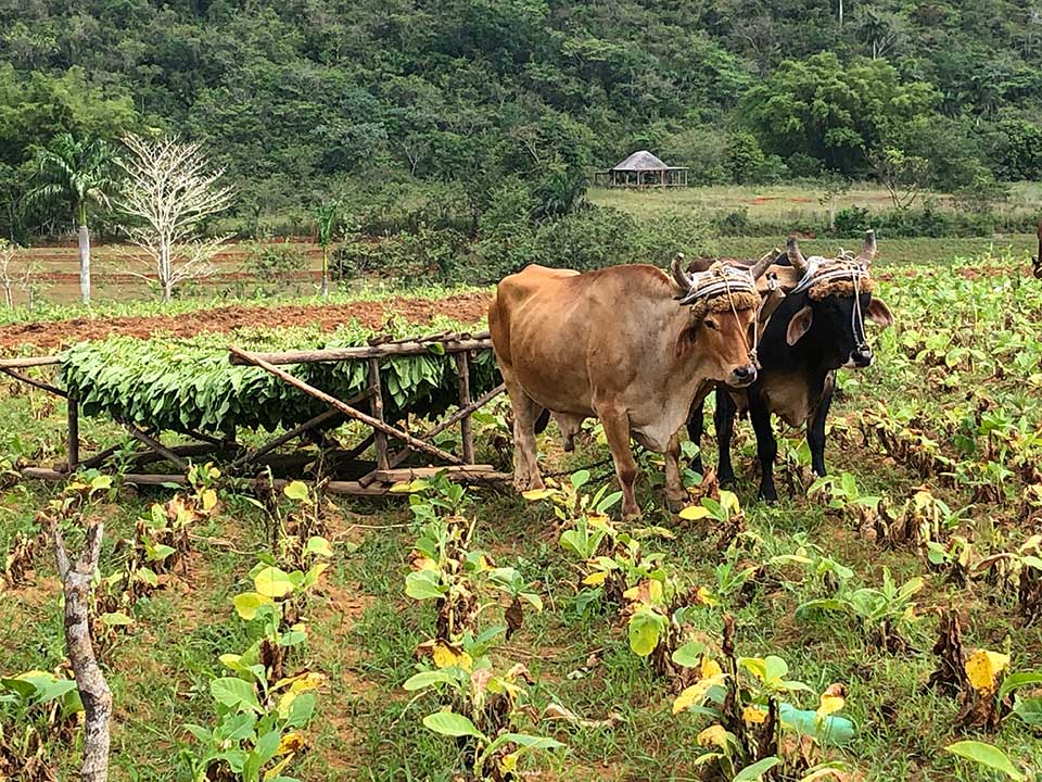 Harvesting tobacco, Viñales, Cuba
