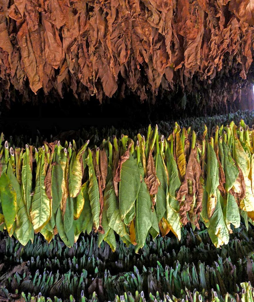 Tobacco harvest, Viñales, Cuba