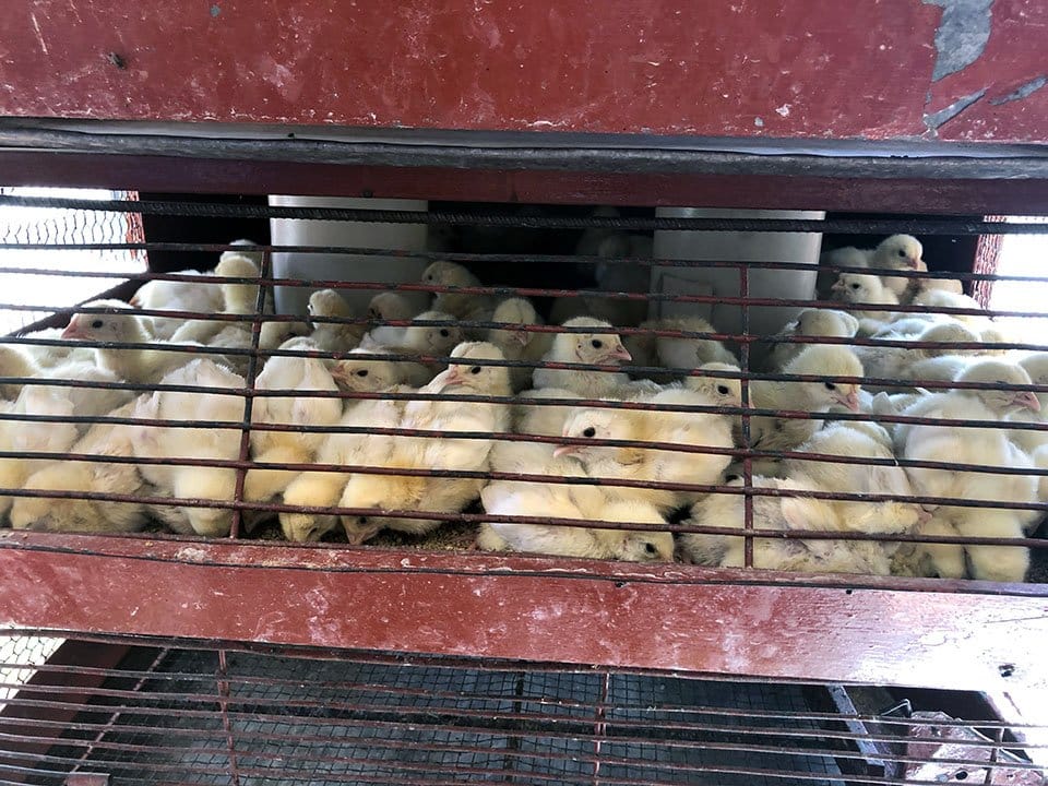 baby-chicks-feedstore Villa Purificación