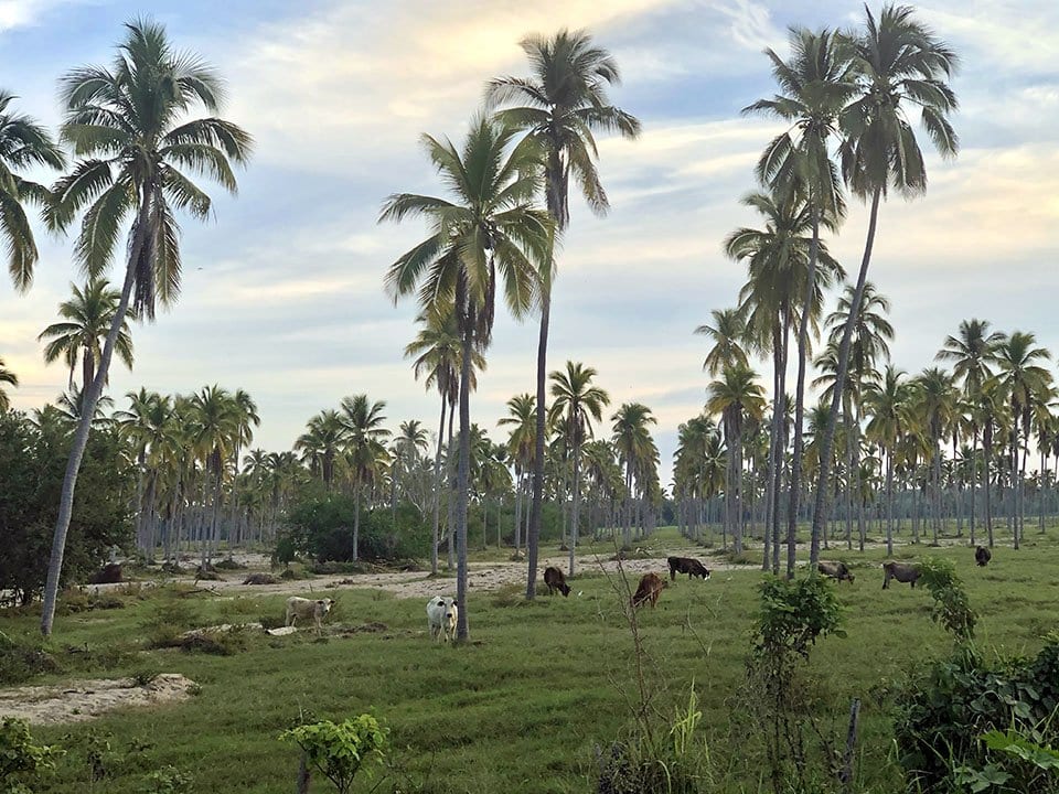cows and coconut palms, Barra de Navidad