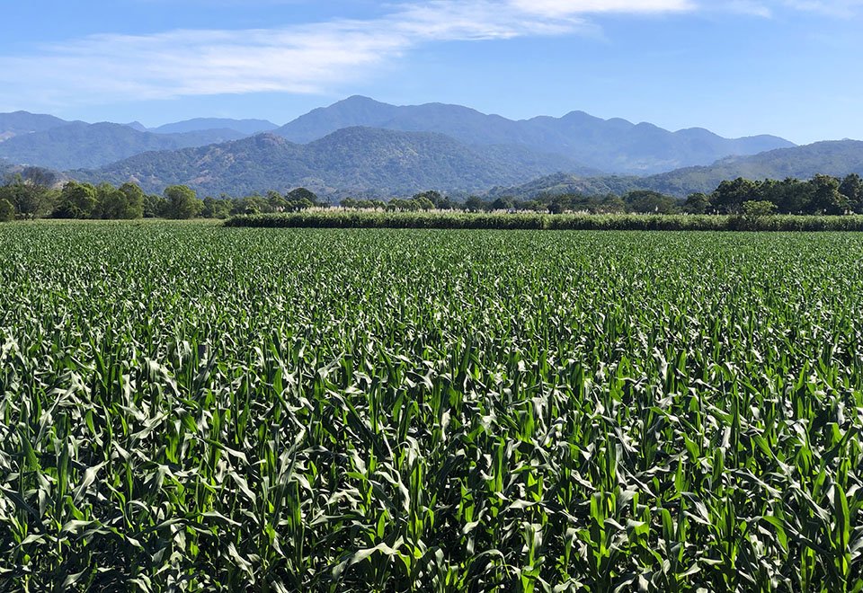 maiz-and-sugarcane fields, Villa Purificación