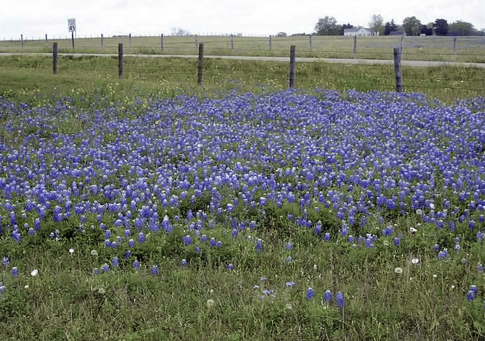 Texas blue bonnets