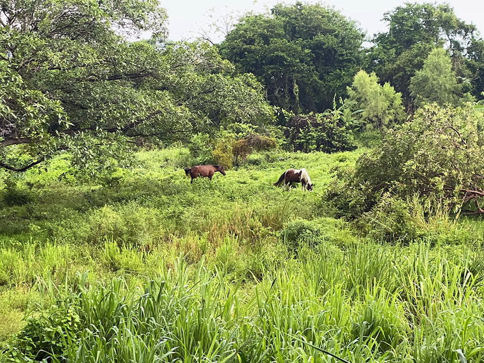 horses in Vallarta pasture